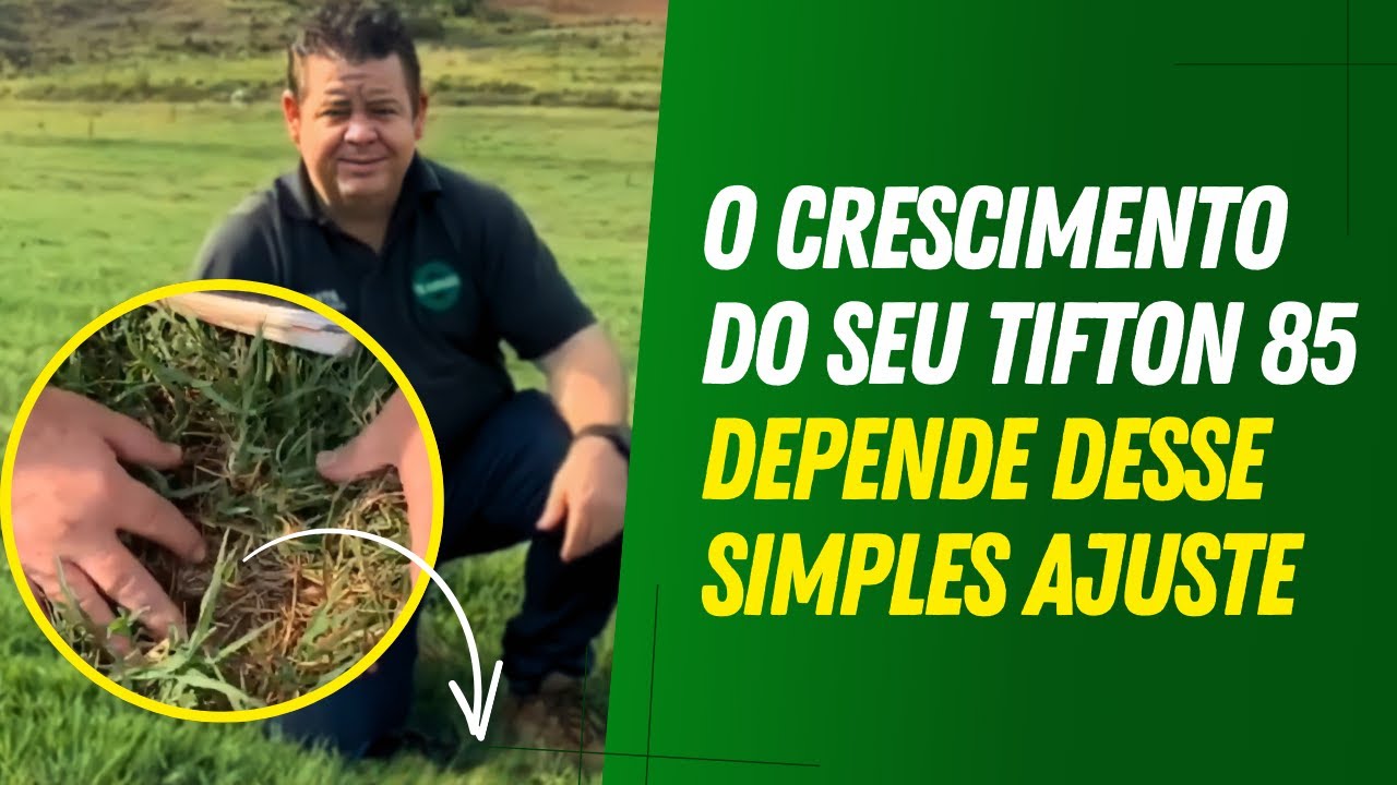 Tifton 85 CRESCE MAIS R&Aacute;PIDO do que voc&ecirc; imagina. Veja o ajuste SIMPLES que pode mudar tudo.