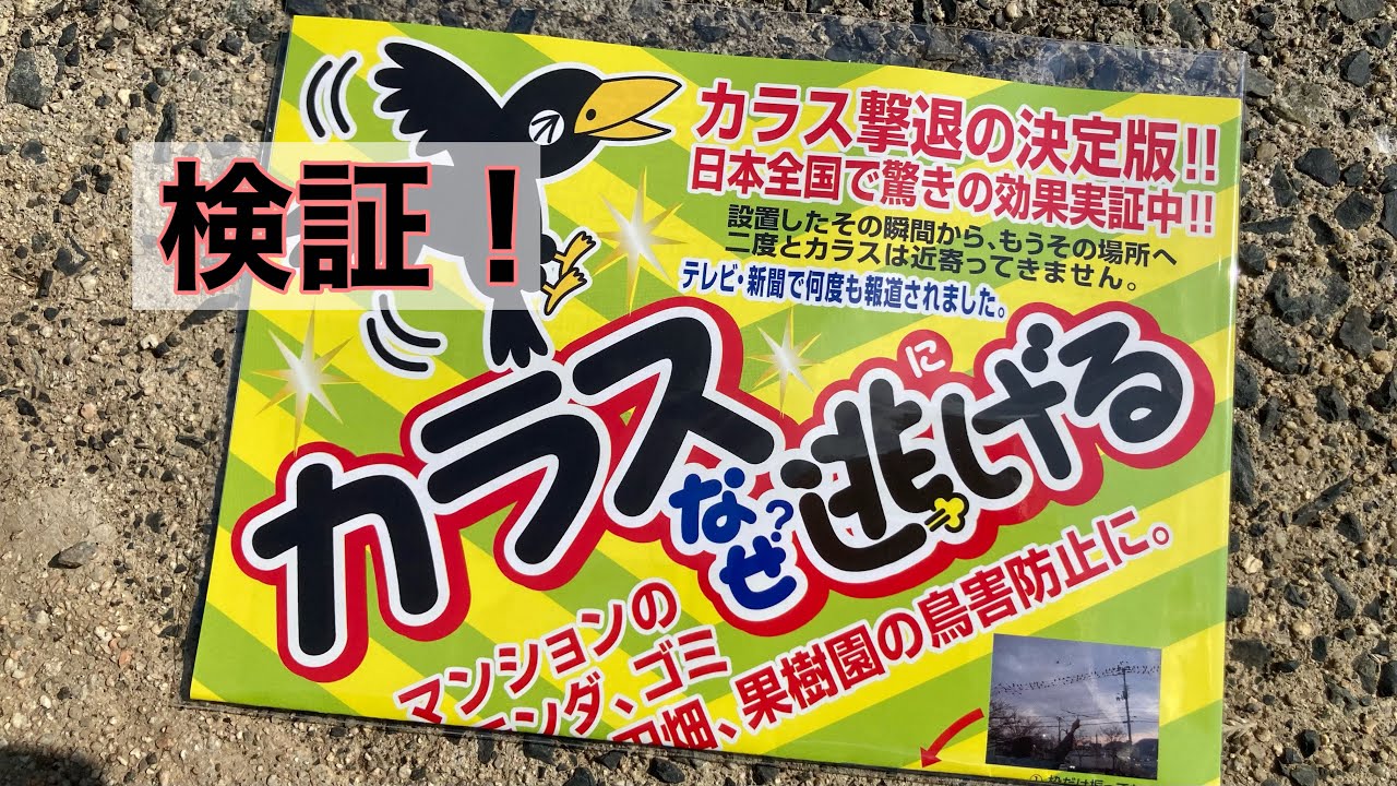 「カラスなぜ逃げる」は効果があるのか！検証してみよう！