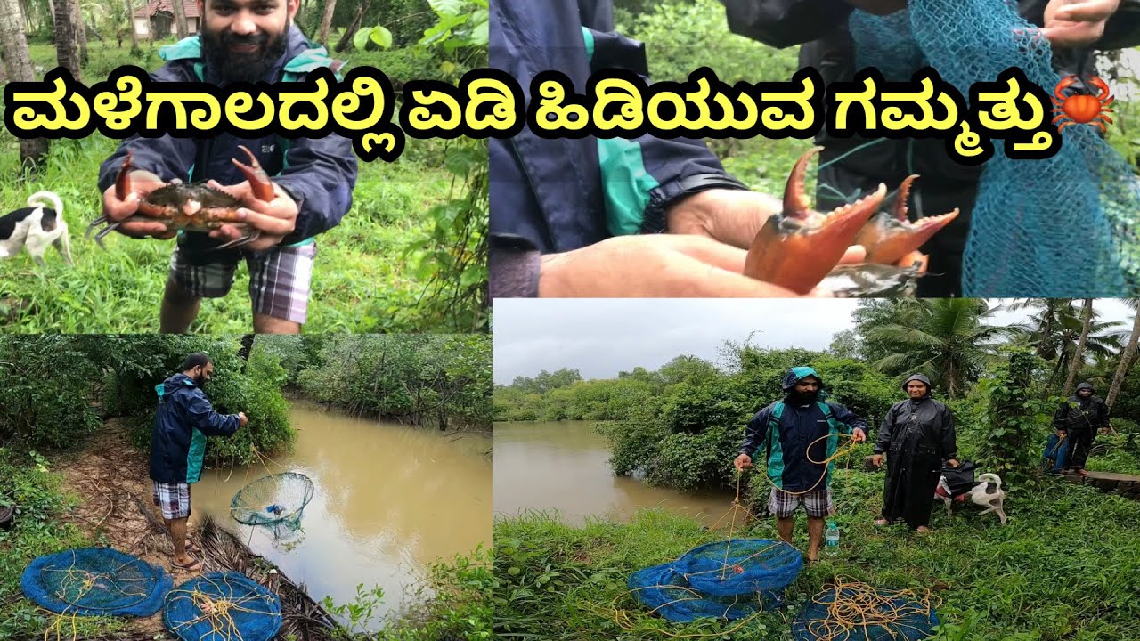 ಮಳೆಗಾಲದಲ್ಲಿ ಏಡಿ ಹಿಡಿಯುವ ಗಮ್ಮತ್ತು🦀 Catching Crabs In the River with Ringnets || #crabs #udupi