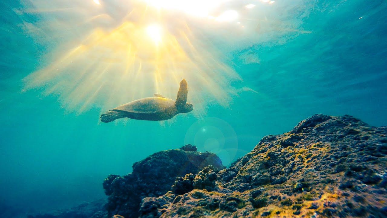 Underwater Music - Dolphin & Whale Sounds: Relaxing Music for Harmony of Inner Peace