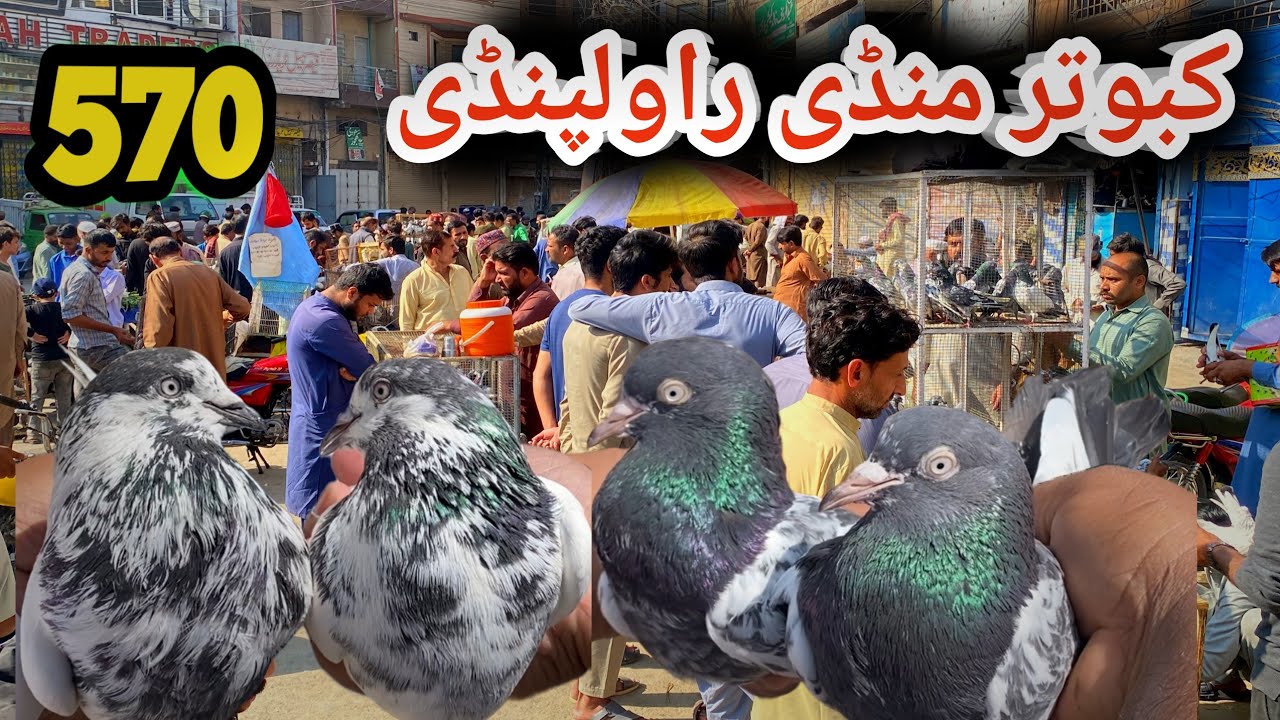 570 | Kabootar Mandi Rawalpindi | Today 25/10/2025 | Latest Update High Flying Pigeons Market Price