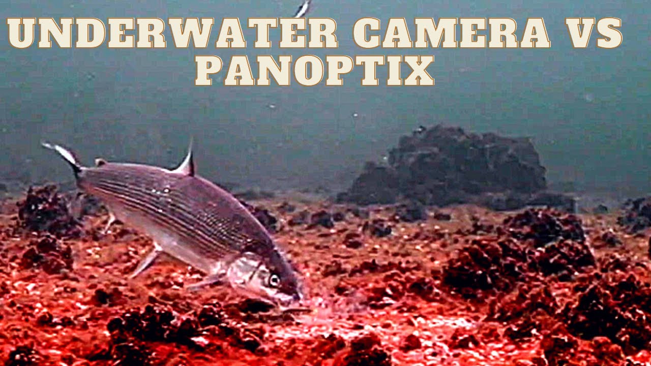 IceFishing Whitefish/Laketrout in Clear Water- Aqua Vu VS. Panoptix