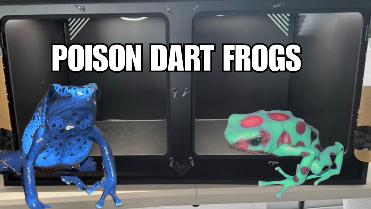 Pet POISON DART FROGS!!! Update & New Enclosure!!!