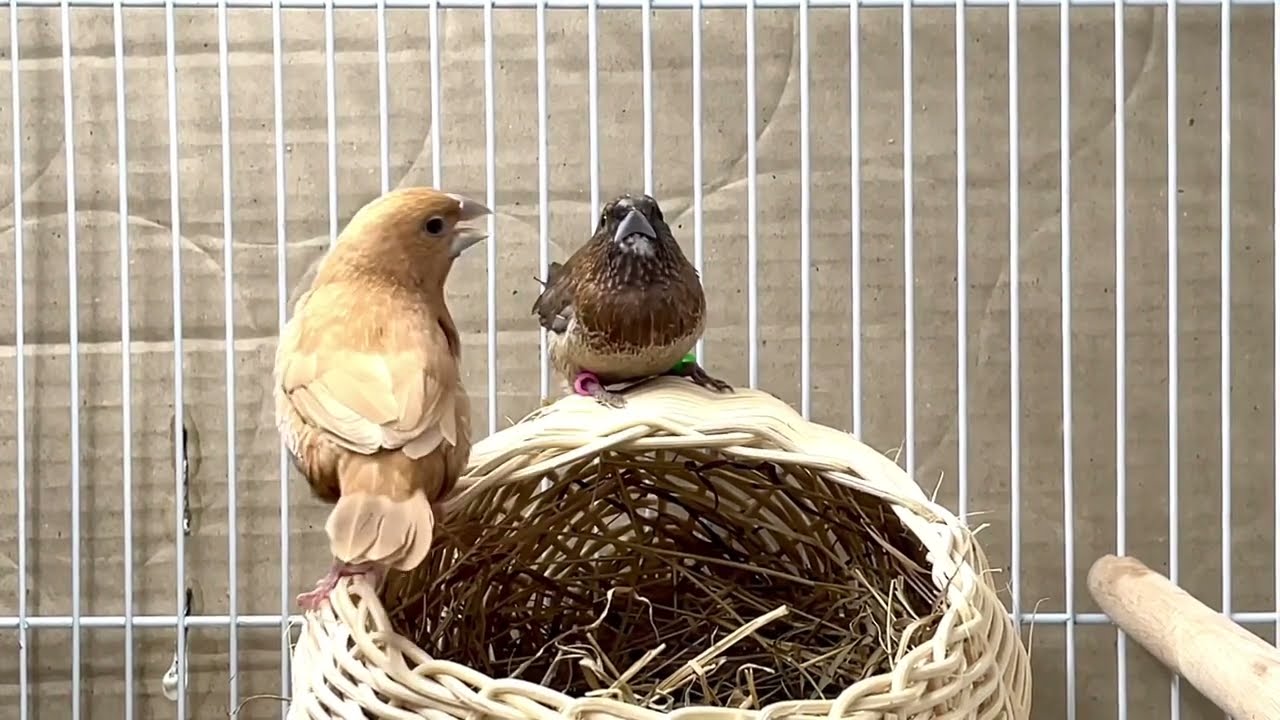 Bengalese: How to identify male or female society finch