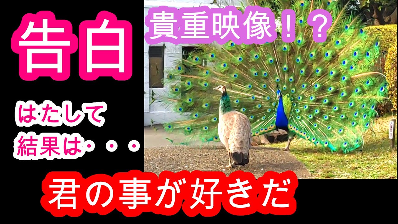 【期間限定】3月～6月、孔雀の求愛行動。興味本位で見る価値あり！？