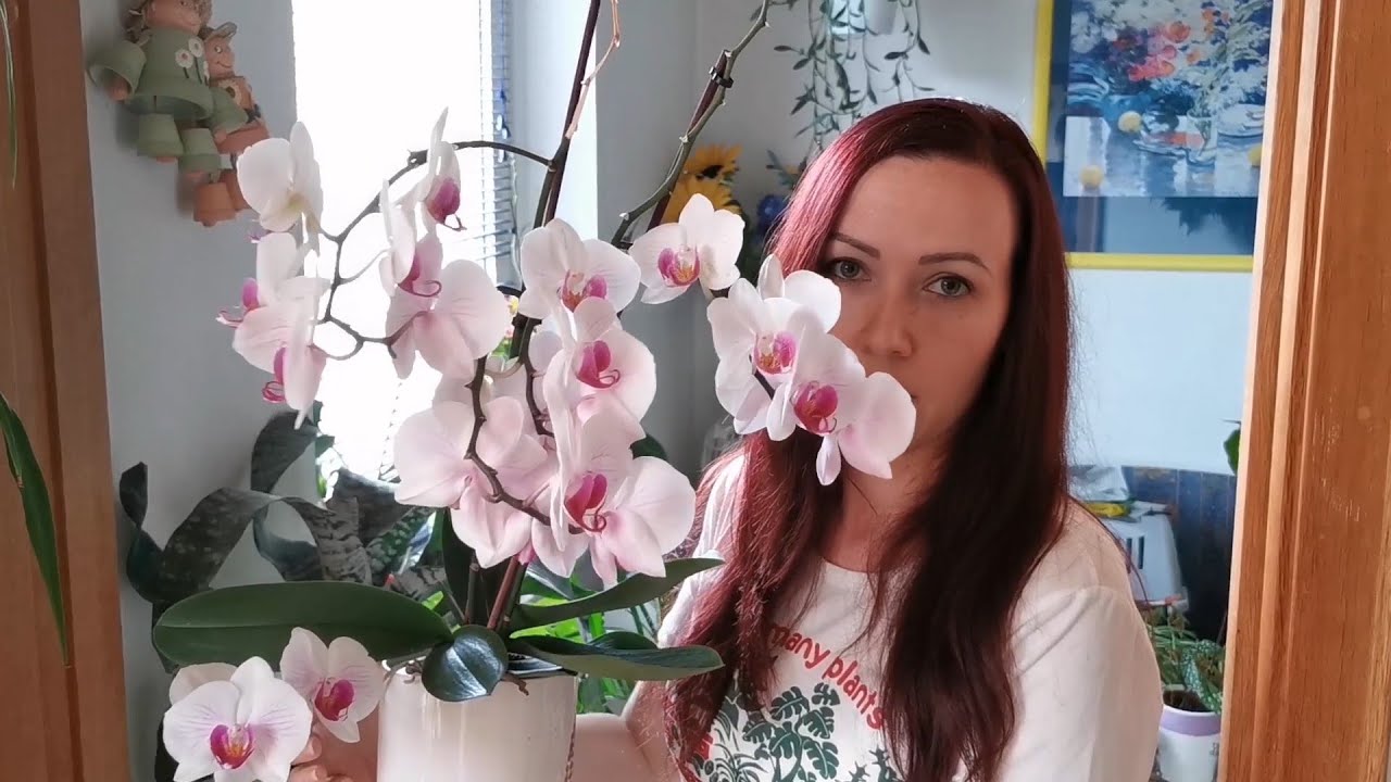 Evergarden  Lepkeorchidea (Phalaenopsis ) gondozása