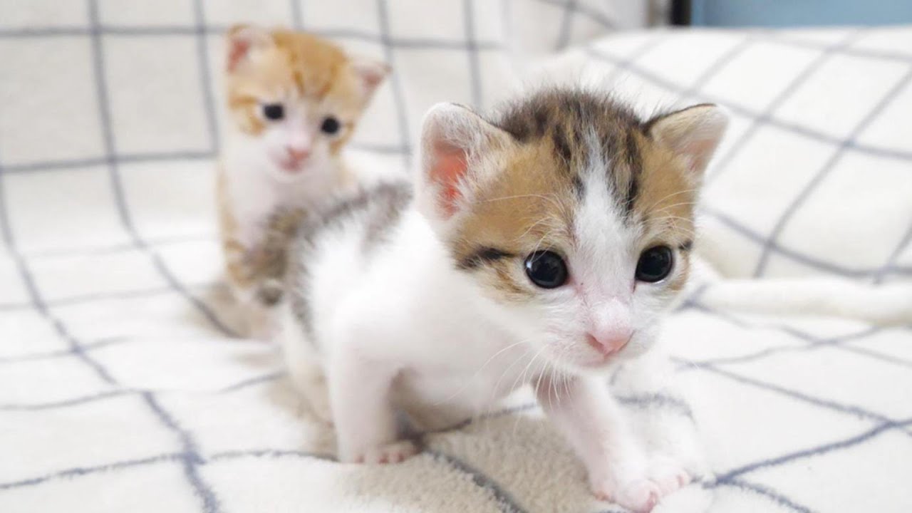 ぼくのミルクどこ？と超音波みたいな声でで鳴く子猫【赤ちゃん猫　保護猫】