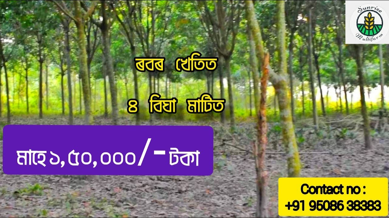 Rubber farming in Assam// অসমত ৰবৰৰ খেতি