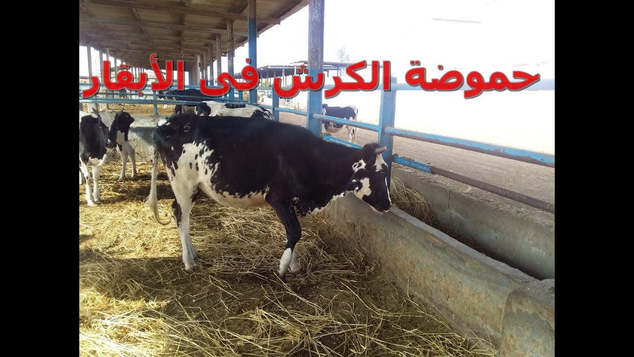 إزاى نعرف  البقرة عندها حموضة ولا لأ ؟   أ.د/ أحمد سلامة