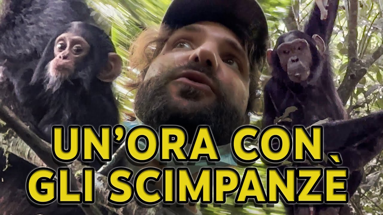 Tra gli scimpanzé dell'Uganda - DIARIO DI BORDO