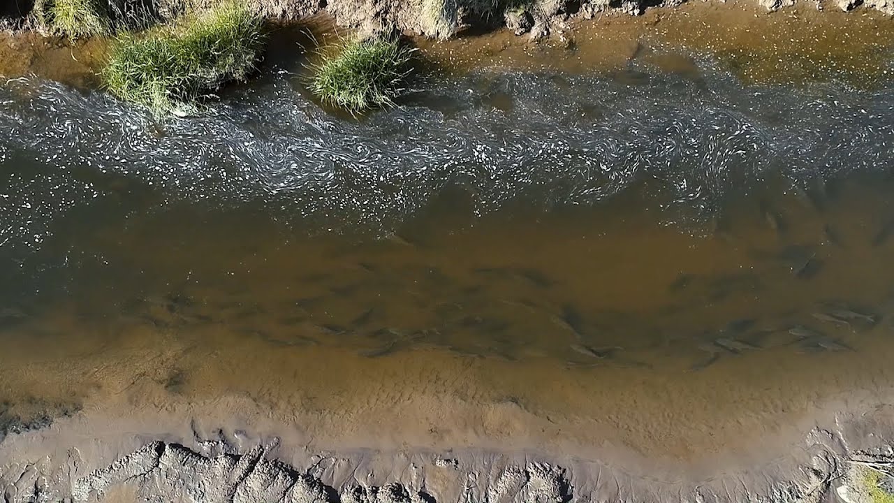 Carp Diem - Increible pesca de carpas con mosca. Carpfishing