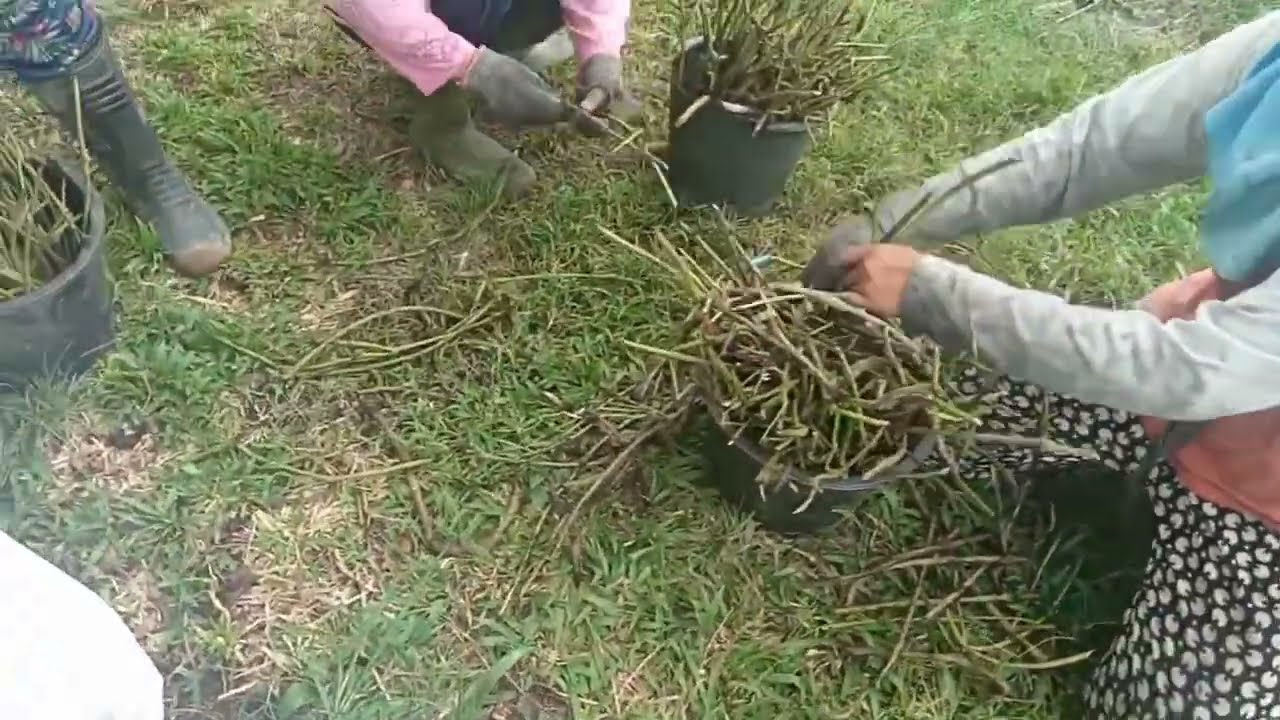 Lebih murah pakai stek Mucuna !