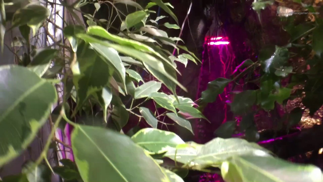 Wasseragamen Terrarium