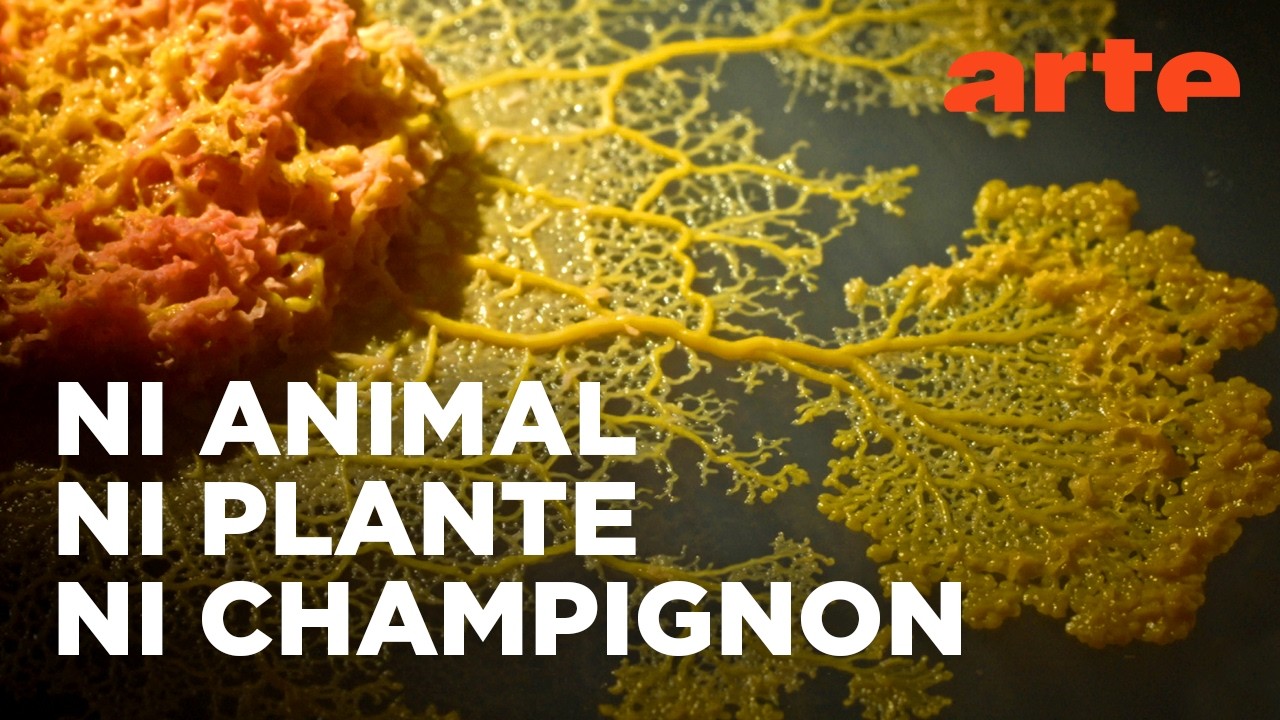 Le blob, un g&eacute;nie sans cerveau | Documentaire | ARTE