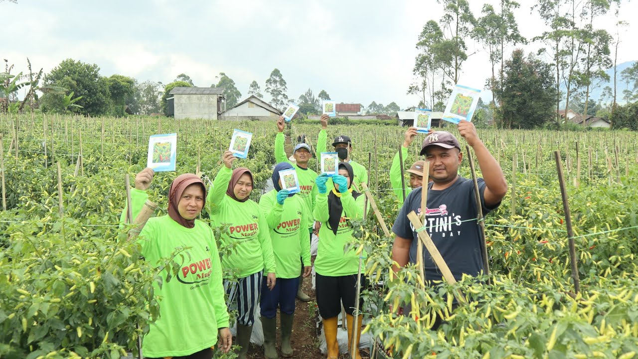 Cabai rawit 10.000 pohon, panen hampir 1 ton!