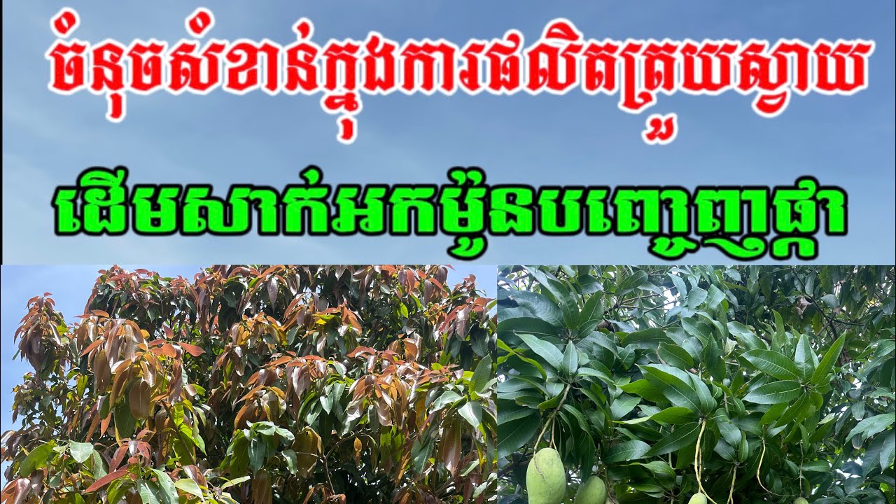 ការផលិតត្រួយស្វាយជាកត្តាសំខាន់មួយដែលមិនអាចមើលរំលង 20.06.2025 (ភ្នំវែង)