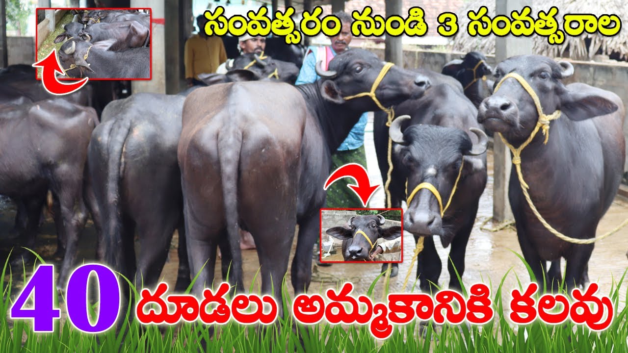 40 Calfs for sale | Murra Calfs for sale | దూడలు అమ్మకానికి కలవు | Calves for sale in Andhra| CBNews