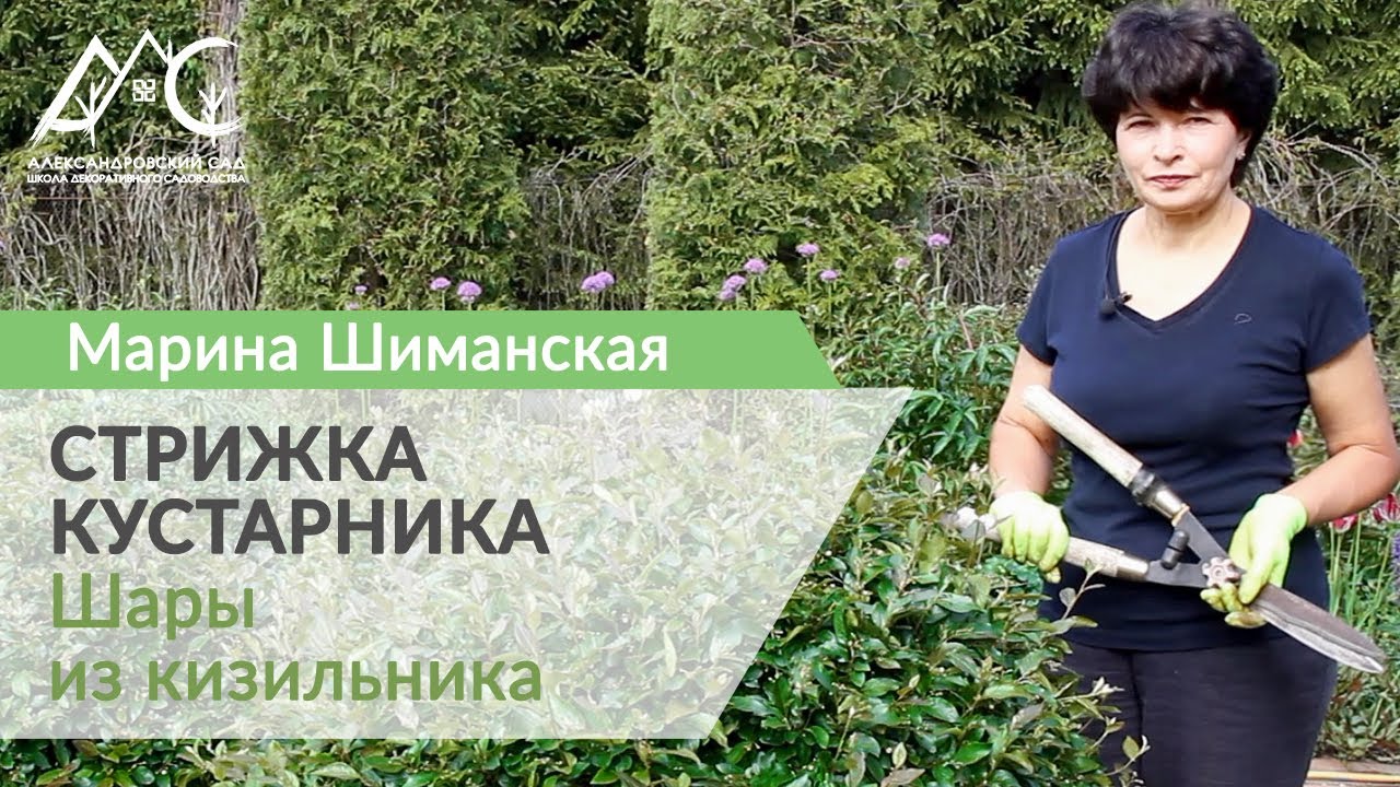 Стрижка кустарника. Шары из кизильника в саду Марины Шиманской