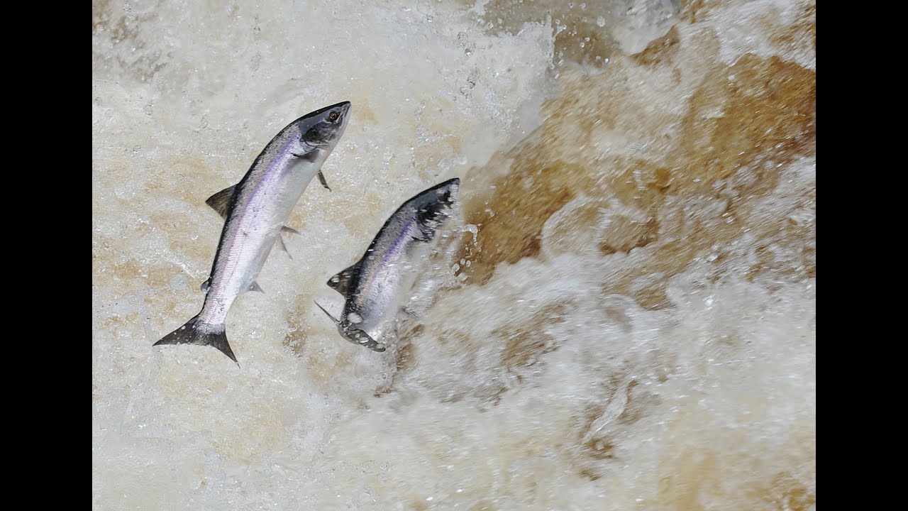 Atlantic Salmon Leaping the falls at Cloghan on the River Finn