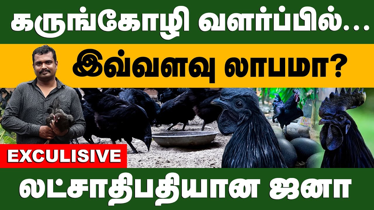 கருங்கோழி வளர்ப்பில்...இவ்வளவு லாபமா? | Black Chicken  | Eggs | | Kadaknath