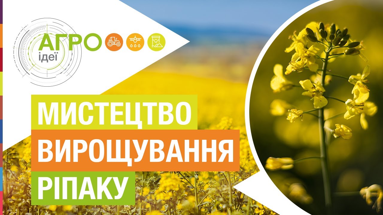 Як зібрати 50 центнерів ріпаку з гектара? Секрети розкриває АФ «Ольгопіль» | АгроІдеї #5 (серія 1)