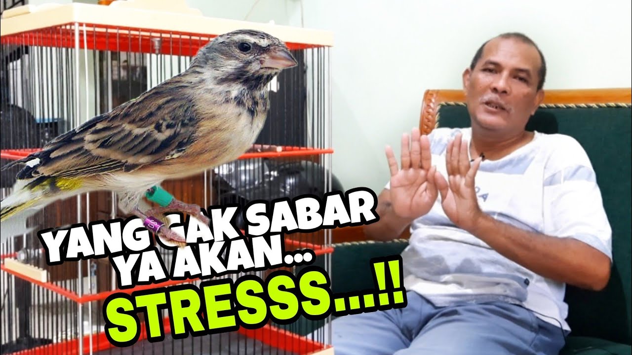 BELAJAR LANGSUNG DARI MASTERNYA BLACKTHROAT ( TISANI BF )