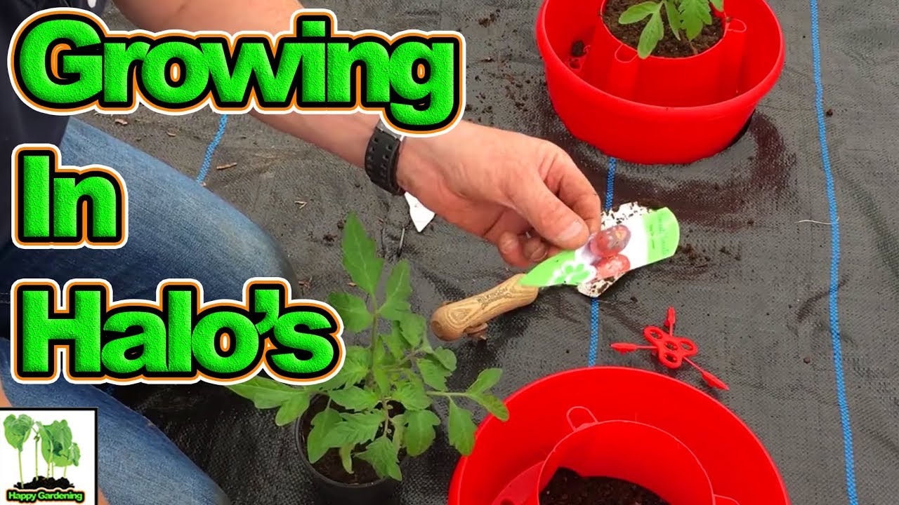 Using Oakland Gardens Tomato Halo's