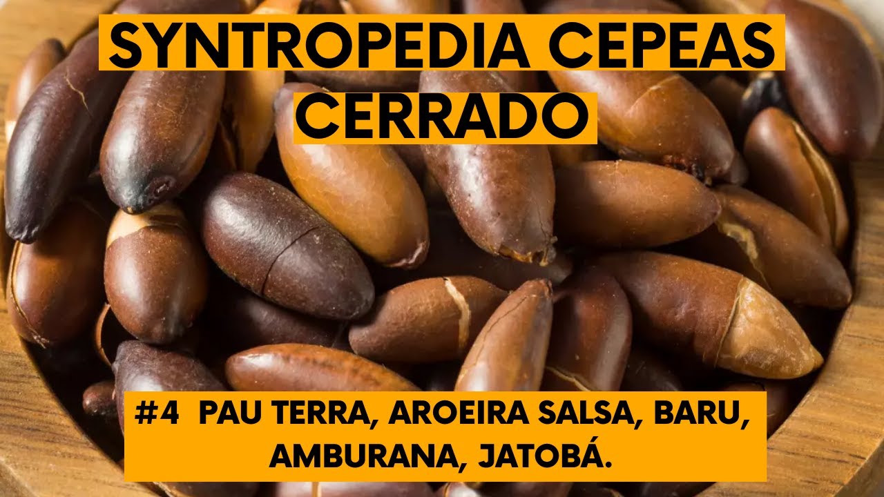 Syntropedia CEPEAS CERRADO - #4 - Pau terra, aroeira salsa, baru, amburana e jatobá.