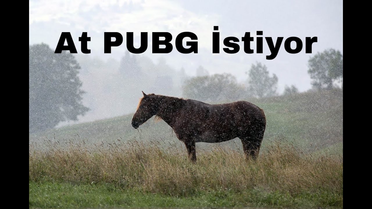 Bizden bir halt olmaz /PUBG TRİPLE