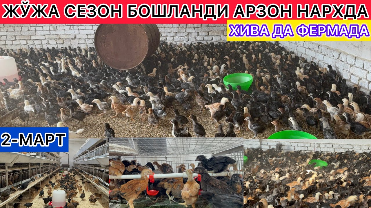 ЖЎЖА СЕЗЎН БОШЛАНДИ АРЗОН НАРХДА ХИВА ДА ФЕРМАДА 2-март 2026 г.