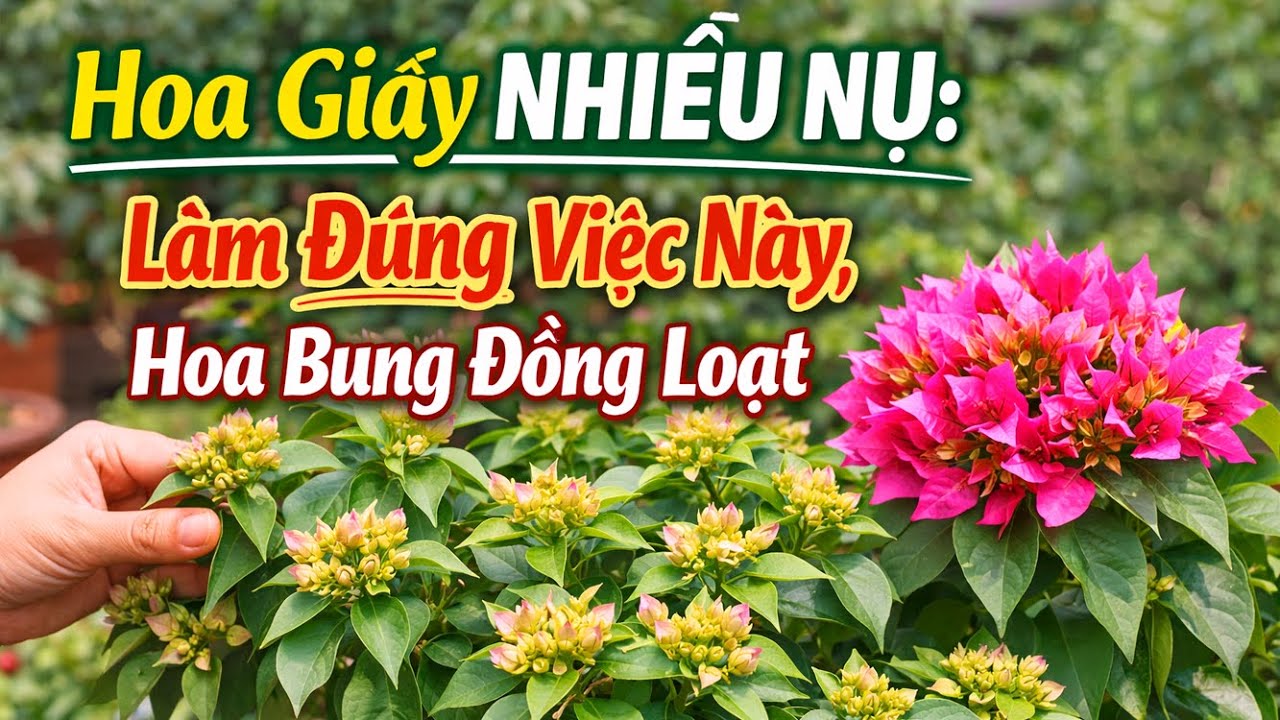 Hoa Giấy Nhiều Nụ Làm Đúng Việc Này, Hoa Bung Đúng Tết ?