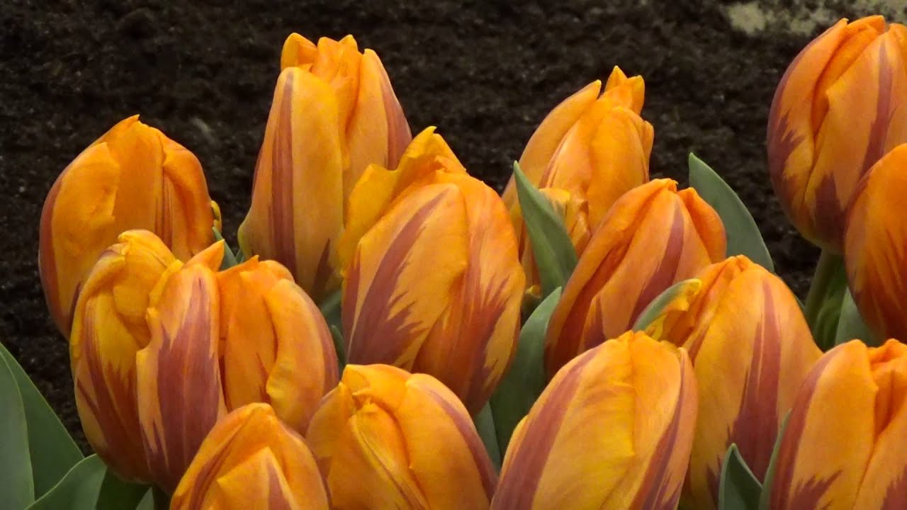 Tulip 