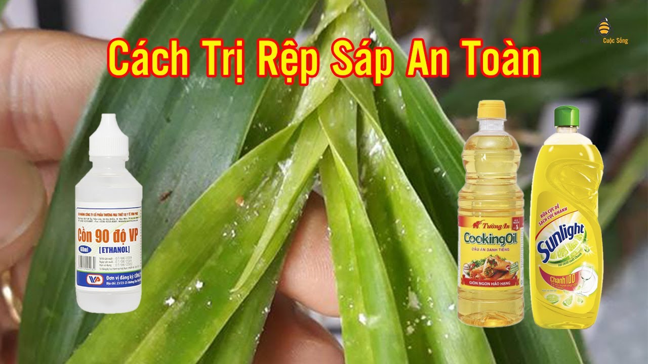 Cách diệt rệp sáp hiệu quả không cần dùng thuốc hóa học | Orchids