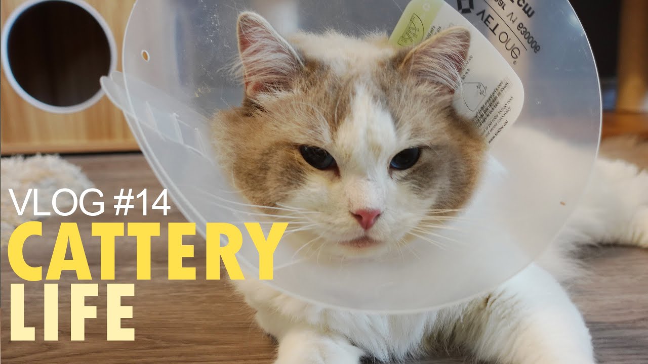 Kittens and Dad Get Fixed! No More Babies from Ghost | CATTERY LIFE VLOG #14