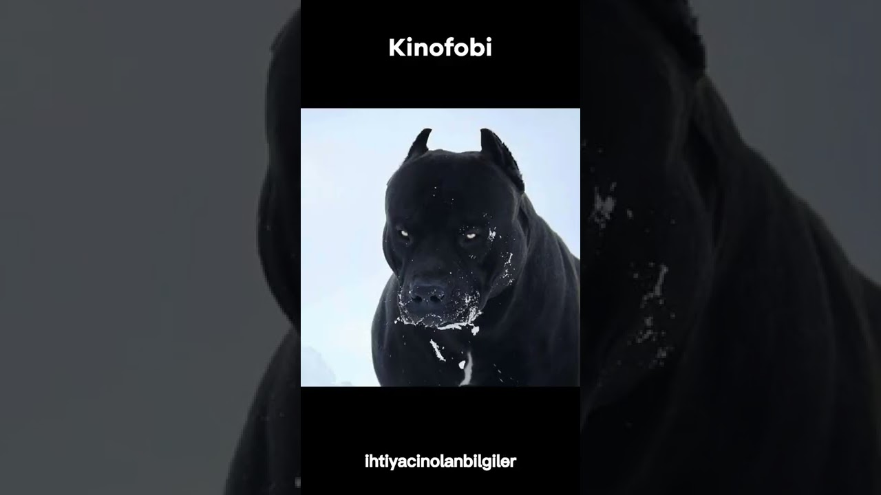 Var Olan En K&ouml;t&uuml; Fobiler (Part 7)