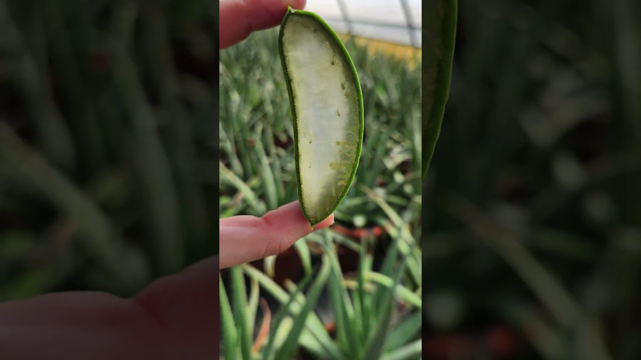 Ti portiamo con noi nelle nostre serre di Aloe Vera