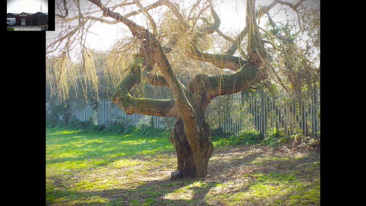 Walk 163 One Mile Further, to East Beach, Shoeburyness. MOD, Residential, Tree and, plants