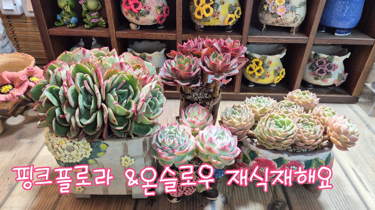 25.5.9.오밤중 키핑장 앉아서 하엽정리해요 #다육이 #다육식물