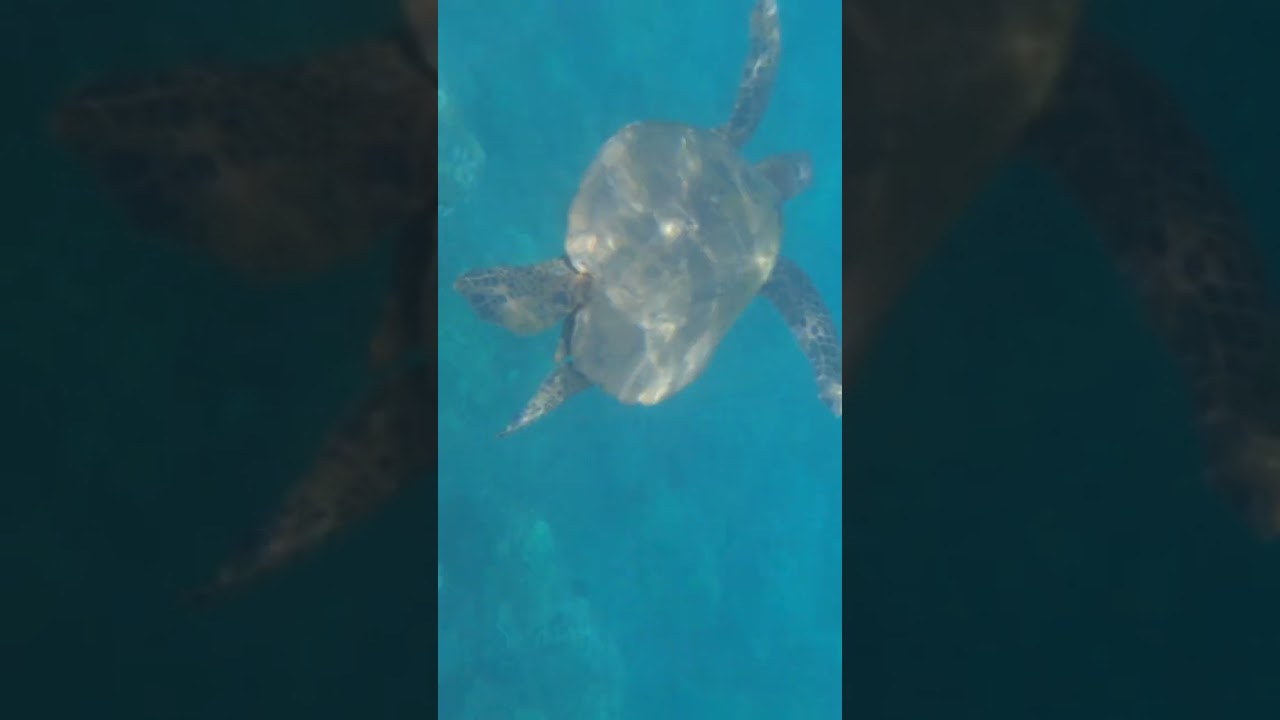 Maui snorkeling with sea turtle