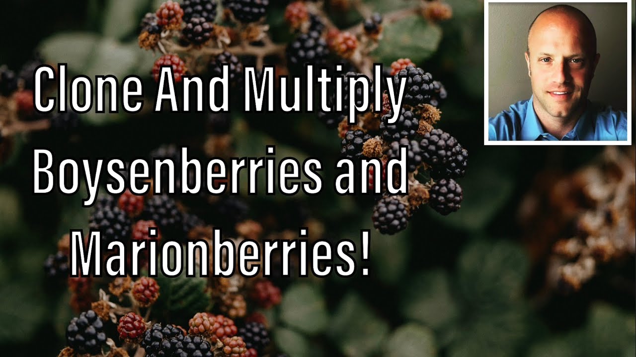 How to Easily Clone and Multiply Blackberries/Boysenberries/Raspberries/Marionberries
