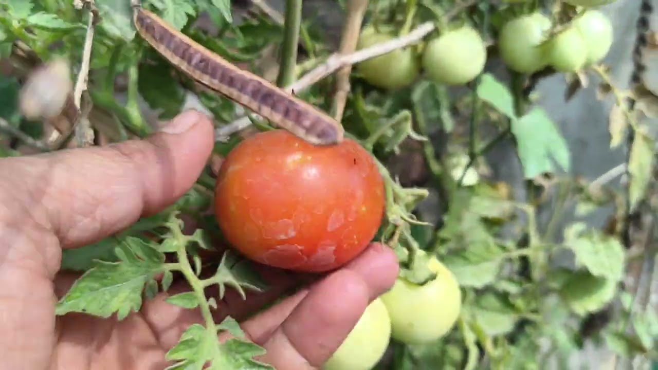 Organic garden | pure vegitable| Harvesting Time