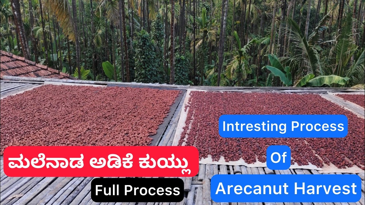 ಮರದಿಂದ ಮಾರುಕಟ್ಟೆವರೆಗೆ ಅಡಿಕೆ ಹೇಗೆ ತಯಾರಾಗುತ್ತದೆ? | ಮಾಲ್ನಾಡ್ ಸ್ಟೈಲ್ 🌴 🔥|How Arecanut Is Made 