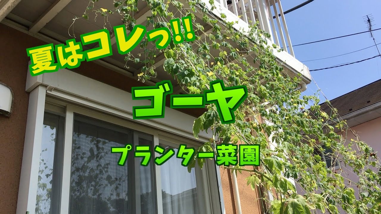 【プランター菜園】夏はゴーヤでキマリ！