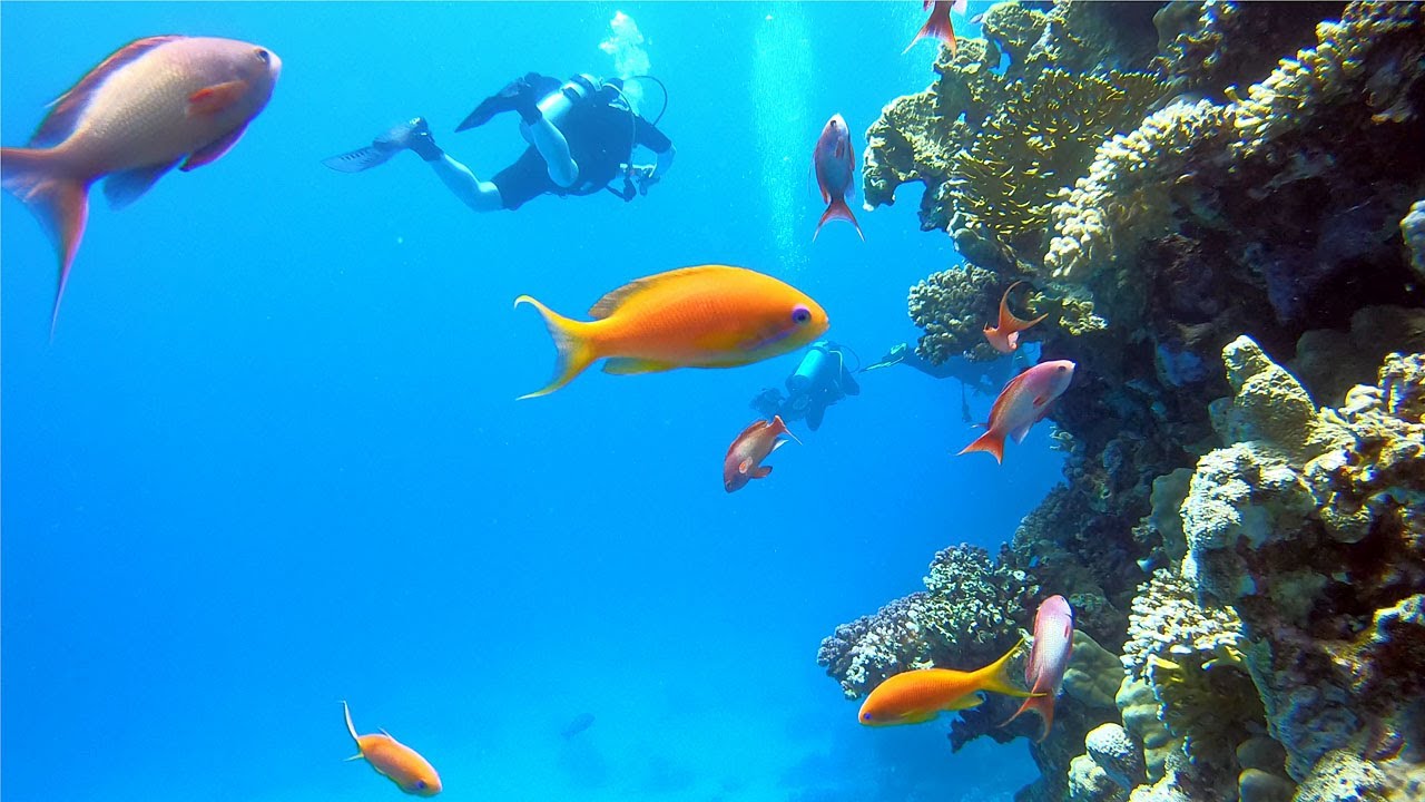 Red Sea Safaga Dive in spring