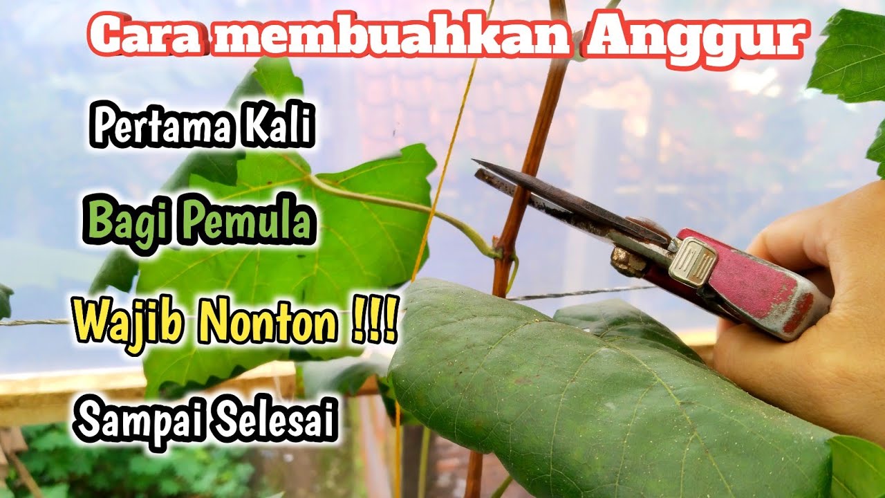 Cara Membuahkan Anggur Untuk Pertama Kali bagi Pemula‼️Anti zonk ✅