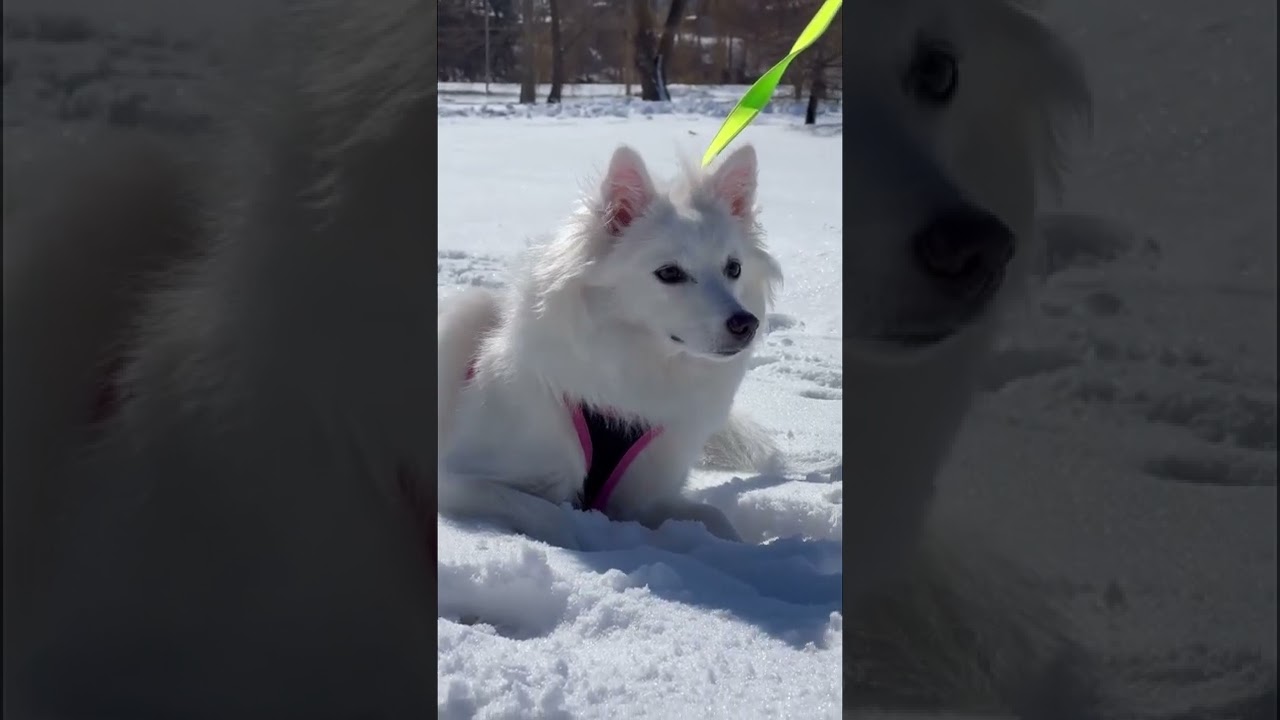 Canadian Eskimo Dog