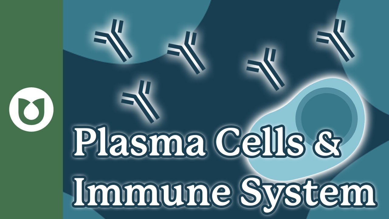 Are plasma cells part of the immune system? #myeloma
