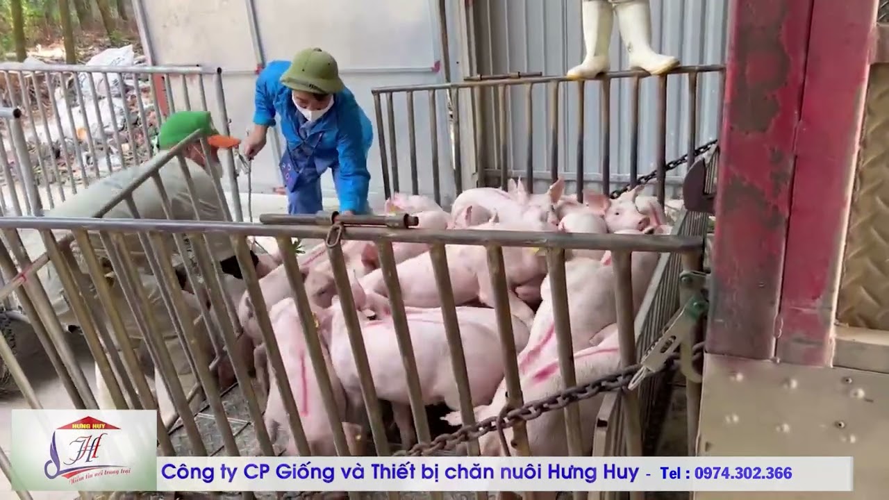 CHĂN NUÔI HIỆU QUẢ - BẮT ĐẦU TỪ CON GIỐNG CHẤT LƯỢNG CAO!