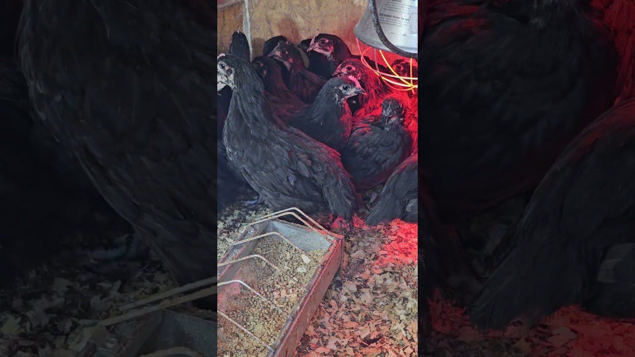 dupa 2 zile sunt mult mai vioi #shortvideo #chicken #veterinary #românia