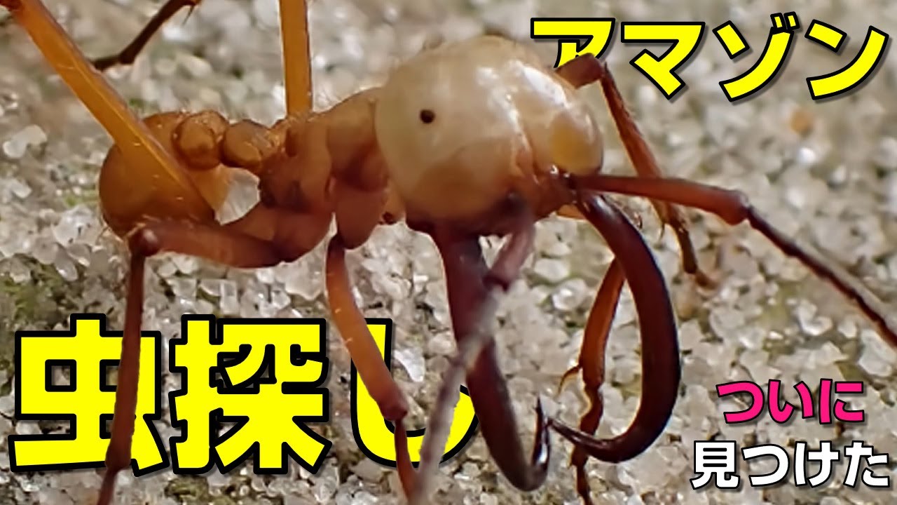 【閲覧注意】アマゾンの悪魔「軍隊アリ」に遭遇…全てを食い尽くす軍勢がヤバすぎる